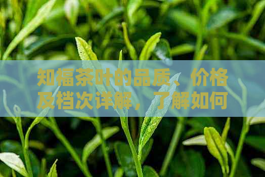 知福茶叶的品质、价格及档次详解，了解如何选购适合自己的茶叶