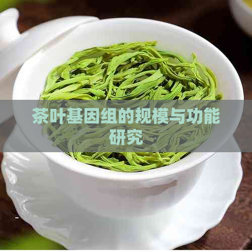 茶叶基因组的规模与功能研究