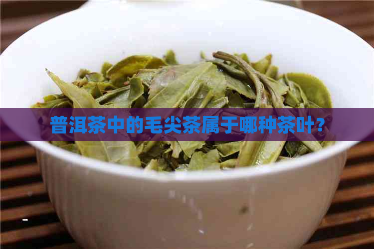 普洱茶中的毛尖茶属于哪种茶叶？