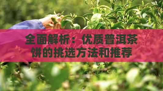 全面解析：优质普洱茶饼的挑选方法和推荐