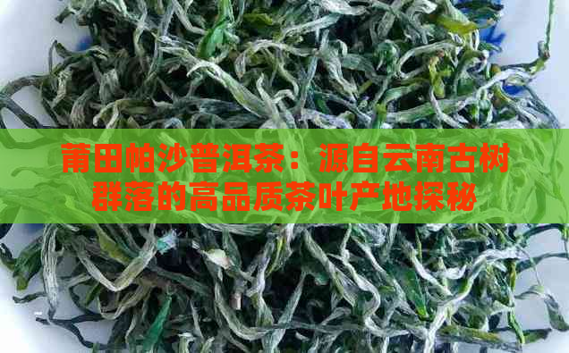 莆田帕沙普洱茶：源自云南古树群落的高品质茶叶产地探秘