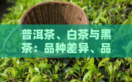 普洱茶、白茶与黑茶：品种差异、品质特点及泡法比较，一次解答你的疑问