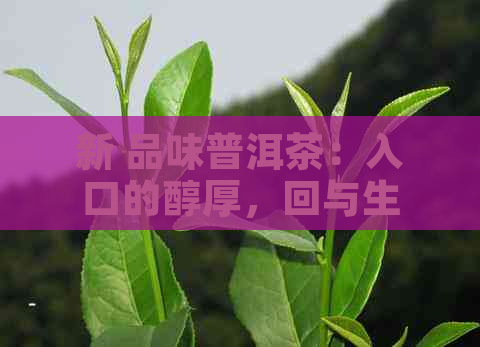 新 品味普洱茶：入口的醇厚，回与生津体验