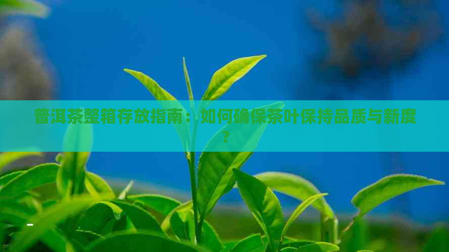 普洱茶整箱存放指南：如何确保茶叶保持品质与新度？