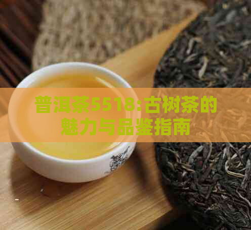 普洱茶5518:古树茶的魅力与品鉴指南