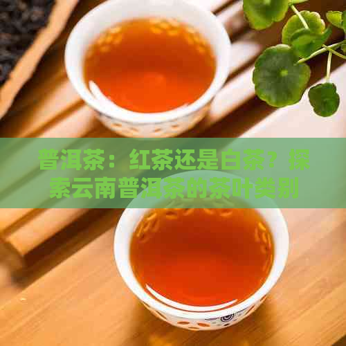 普洱茶：红茶还是白茶？探索云南普洱茶的茶叶类别与特色