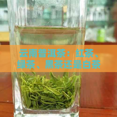 云南普洱茶：红茶、绿茶、黑茶还是白茶？探究其茶叶类型及特点