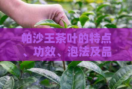 帕沙王茶叶的特点、功效、泡法及品鉴全解析：一篇全方位了解帕沙王茶的文章