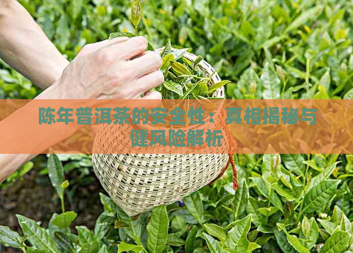 陈年普洱茶的安全性：真相揭秘与健风险解析