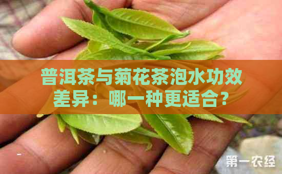 普洱茶与菊花茶泡水功效差异：哪一种更适合？