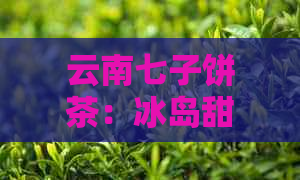 云南七子饼茶：冰岛甜生茶的独特魅力与价格分析