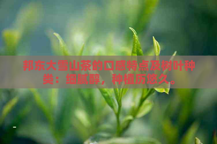 邦东大雪山茶的口感特点及树叶种类：细腻醇，种植历悠久。