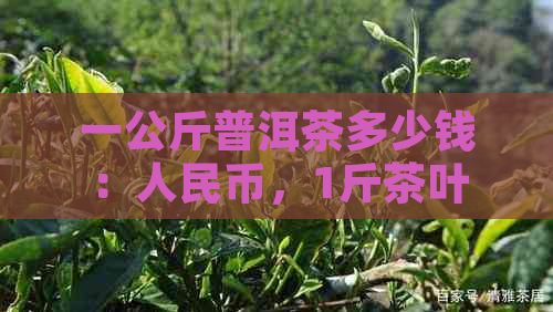 一公斤普洱茶多少钱：人民币，1斤茶叶价格，与叶需求关系