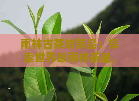 雨林古茶坊新品：探索世界级雨林茶品，品味天然纯净的茶文化与创新口感