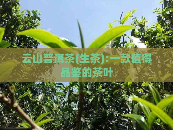 云山普洱茶(生茶):一款值得品鉴的茶叶