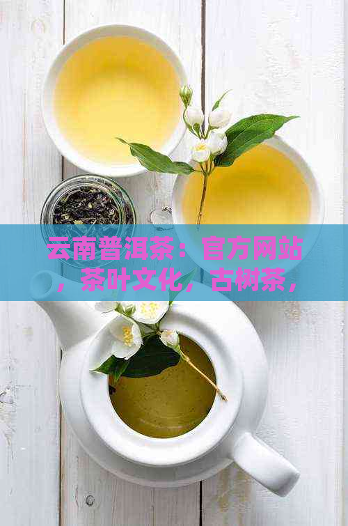 云南普洱茶：官方网站，茶叶文化，古树茶，品鉴攻略，茶艺体验