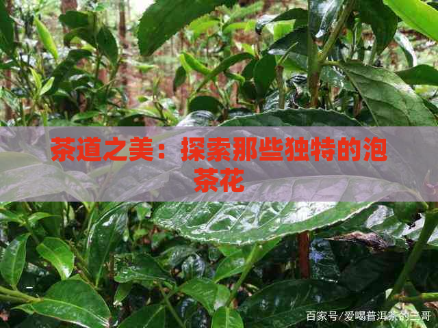 茶道之美：探索那些独特的泡茶花