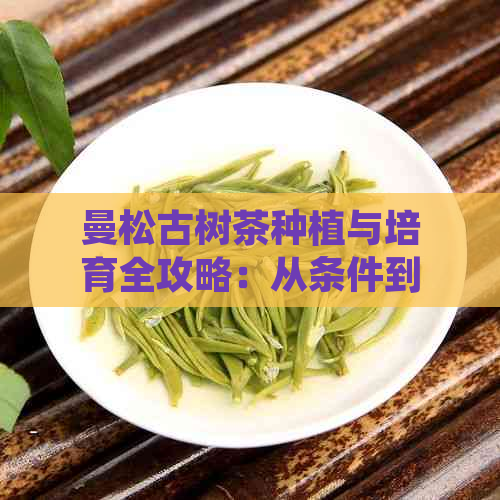 曼松古树茶种植与培育全攻略：从条件到技巧一应俱全