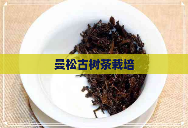 曼松古树茶栽培