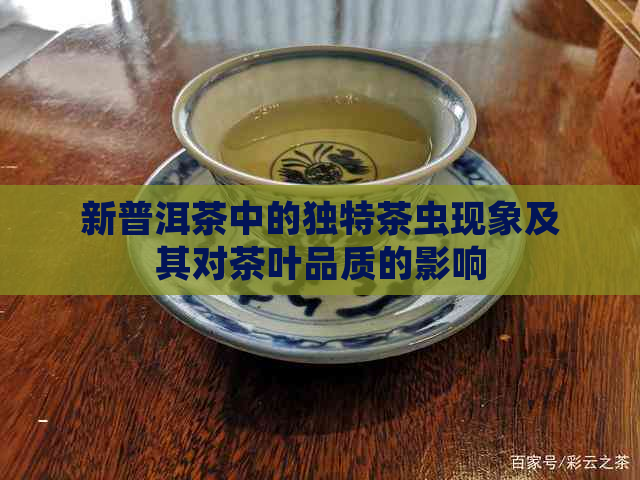 新普洱茶中的独特茶虫现象及其对茶叶品质的影响