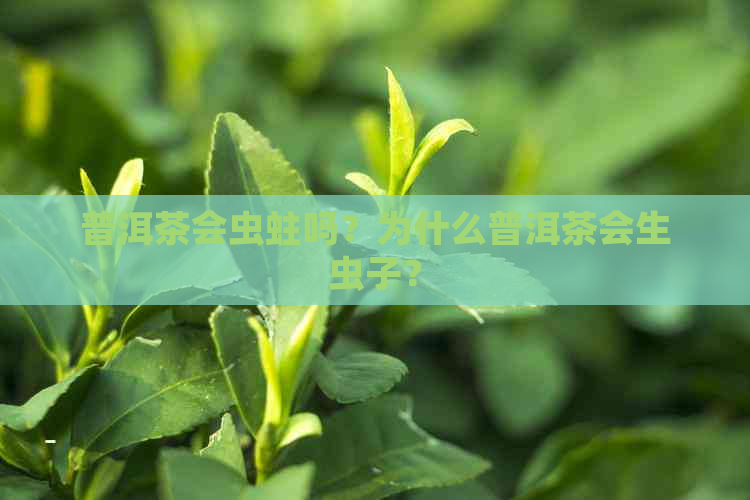 普洱茶会虫蛀吗？为什么普洱茶会生虫子？