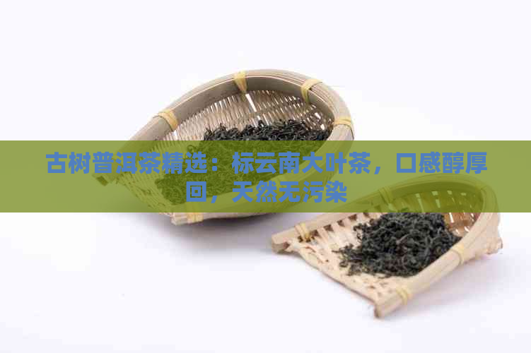 古树普洱茶精选：标云南大叶茶，口感醇厚回，天然无污染