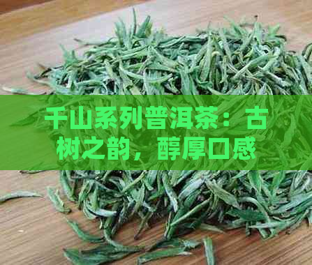 千山系列普洱茶：古树之韵，醇厚口感，探索云南茶叶的魅力