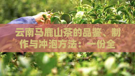 云南马鹿山茶的品鉴、制作与冲泡方法：一份全面指南