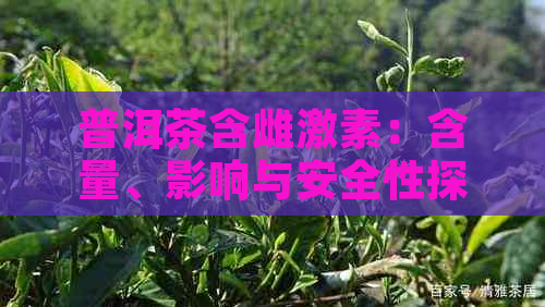 普洱茶含雌激素：含量、影响与安全性探讨