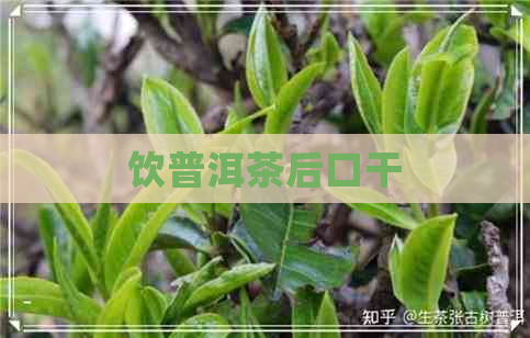 饮普洱茶后口干