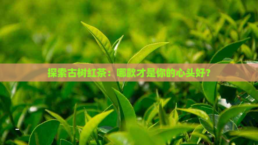 探索古树红茶：哪款才是你的心头好？