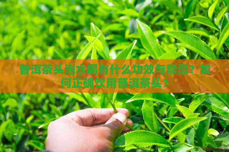 普洱茶头泡水喝有什么功效与禁忌？如何正确饮用普洱茶头？