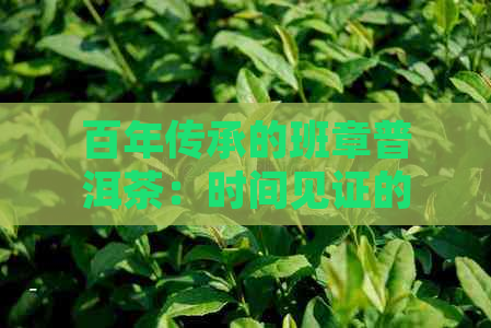 百年传承的班章普洱茶：时间见证的古树之韵与工艺之美