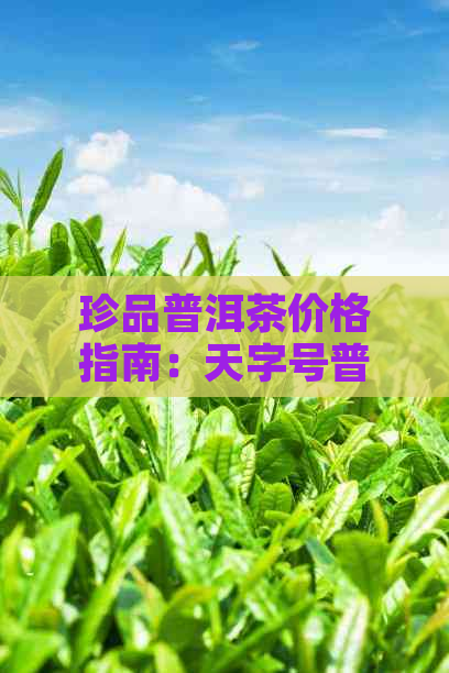 珍品普洱茶价格指南：天字号普洱茶的市场行情与价值分析