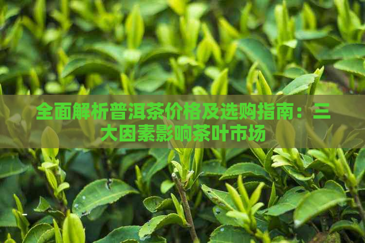 全面解析普洱茶价格及选购指南：三大因素影响茶叶市场