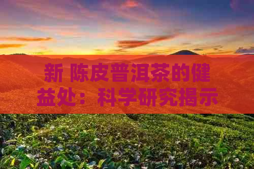 新 陈皮普洱茶的健益处：科学研究揭示其独特功效