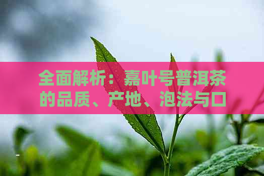 全面解析：嘉叶号普洱茶的品质、产地、泡法与口感，解答您的所有疑问