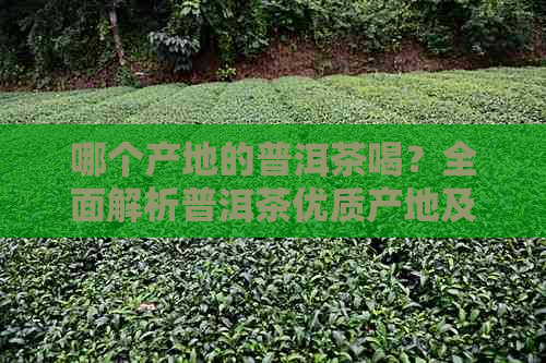 哪个产地的普洱茶喝？全面解析普洱茶优质产地及口感特点