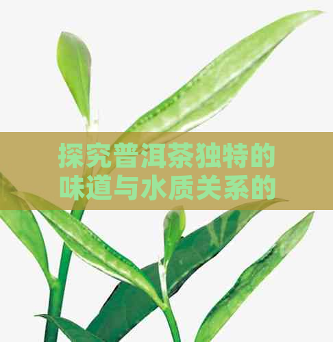 探究普洱茶独特的味道与水质关系的深层原因