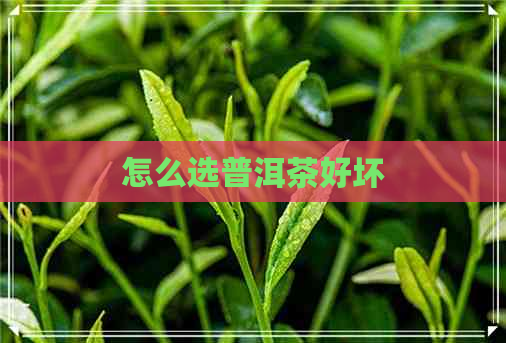 怎么选普洱茶好坏