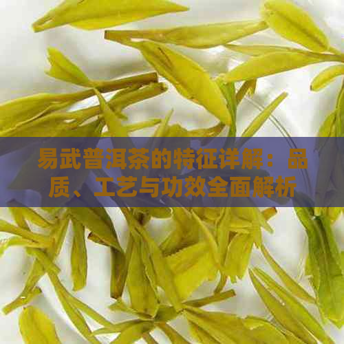 易武普洱茶的特征详解：品质、工艺与功效全面解析