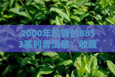 2000年珍贵的8853系列普洱茶：收藏、品味与历的故事