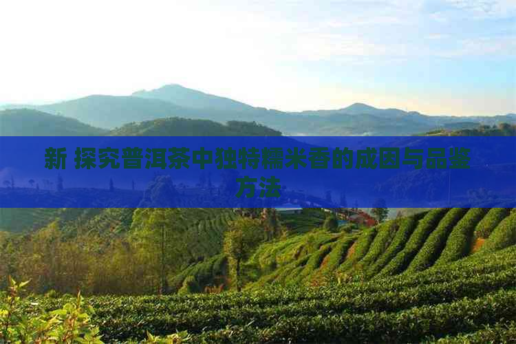 新 探究普洱茶中独特糯米香的成因与品鉴方法