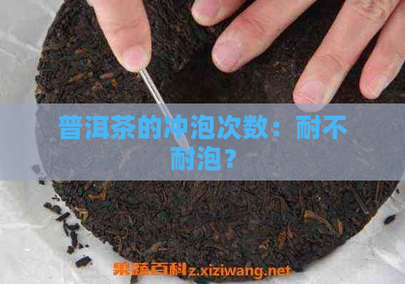 普洱茶的冲泡次数：耐不耐泡？