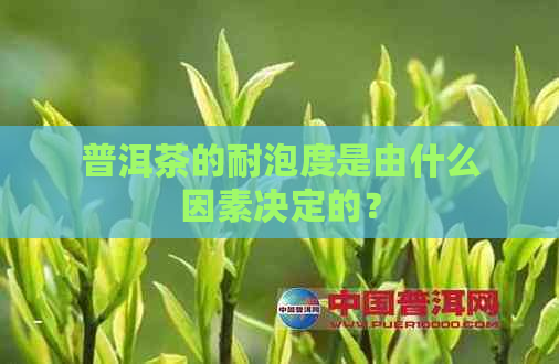 普洱茶的耐泡度是由什么因素决定的？