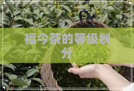 福今茶的等级划分