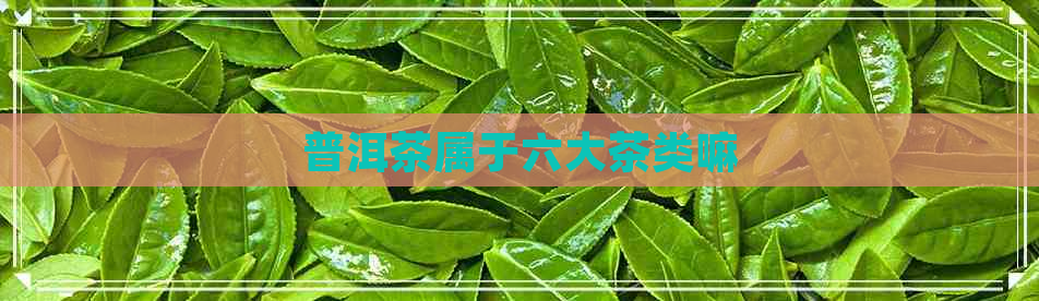 普洱茶属于六大茶类嘛