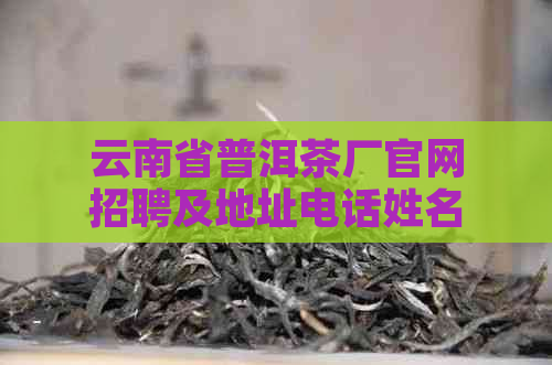 云南省普洱茶厂官网招聘及地址电话姓名