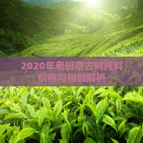 2020年老班章古树纯料价格与树龄解析