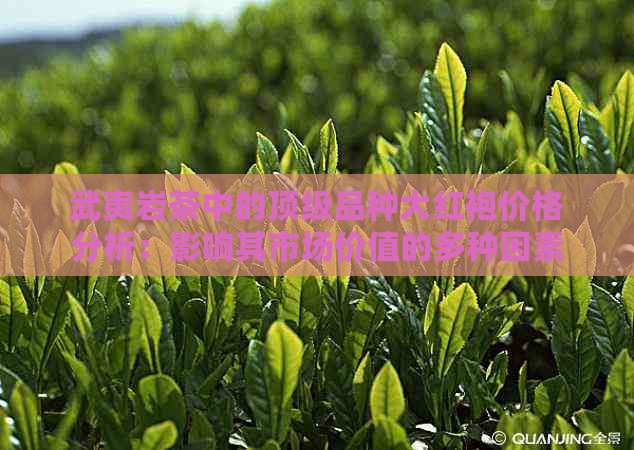 武夷岩茶中的顶级品种大红袍价格分析：影响其市场价值的多种因素